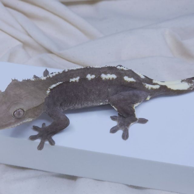 아잔틱