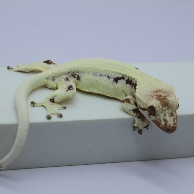 릴리 세이블 솔리드백 화이트