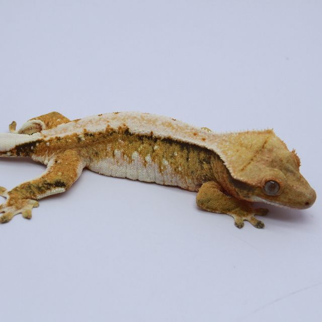 노멀 트라이 익스트림할리퀸 화이트 텐저린