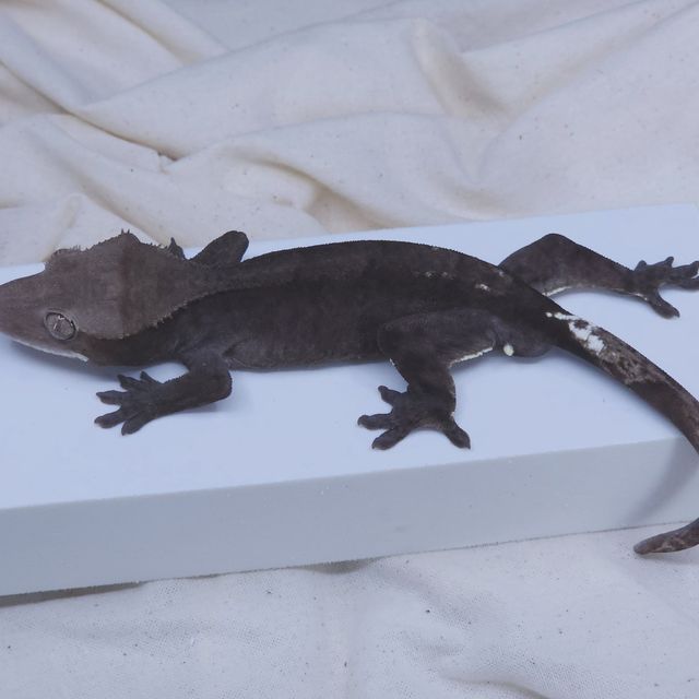 아잔틱 알티