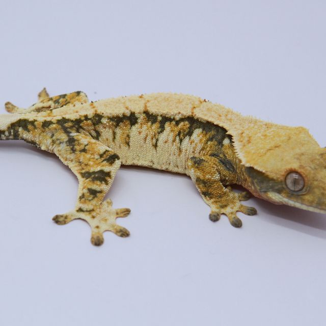 노멀 트라이 익스트림할리퀸 화이트스팟 텐저린 화이트