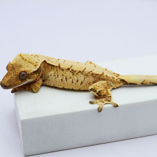 노멀 트라이 익스트림할리퀸 드리피 화이트스팟