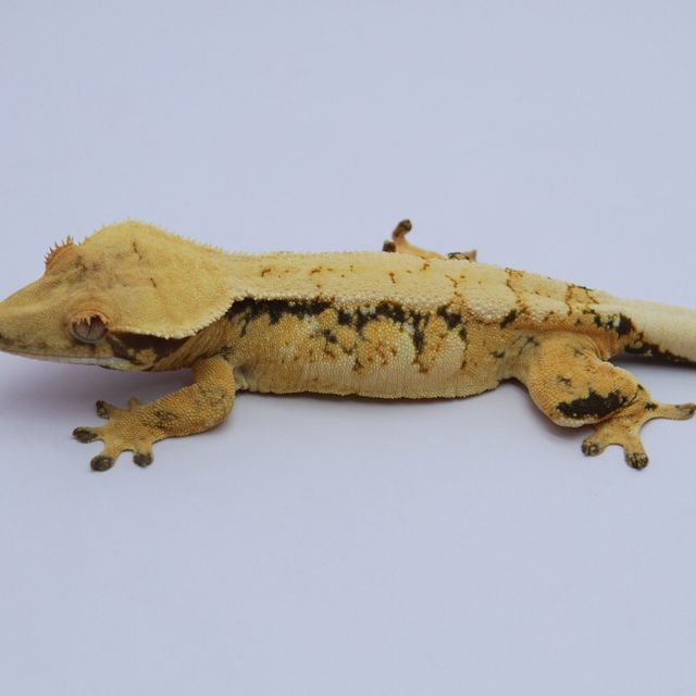 노멀 트라이 익스트림할리퀸 드리피