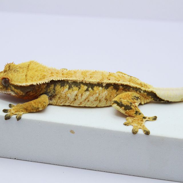 노멀 트라이 핀스트라이프