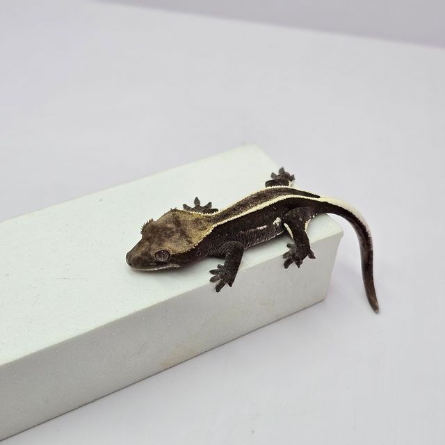 아잔틱