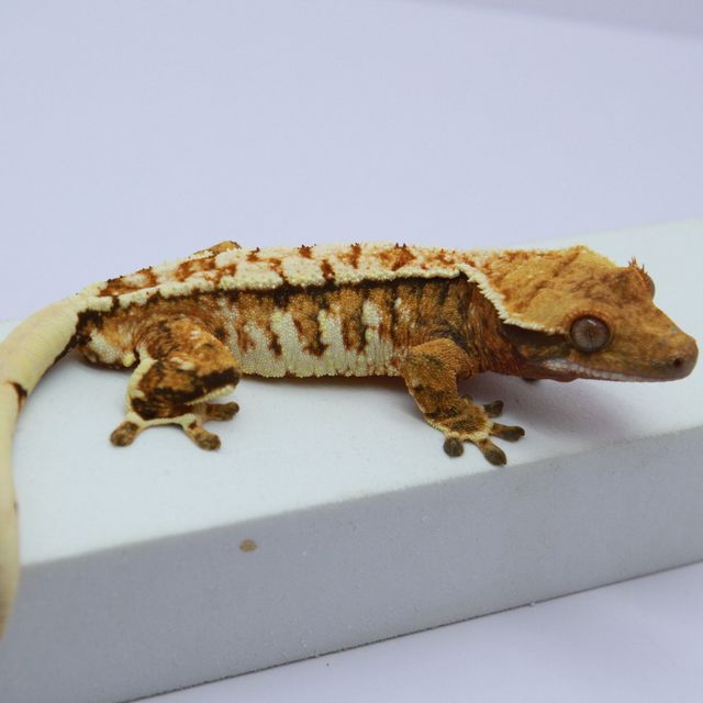 노멀 트라이 익스트림할리퀸 화이트스팟 텐저린 화이트