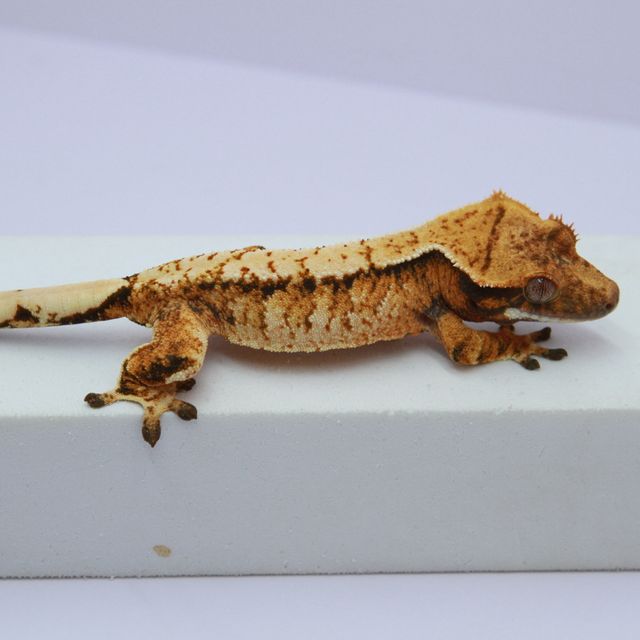 노멀 트라이 익스트림할리퀸 화이트스팟 텐저린