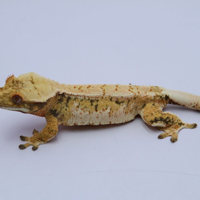 노멀 트라이 드리피 익스트림할리퀸