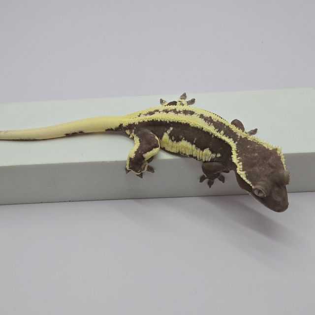 릴잔틱