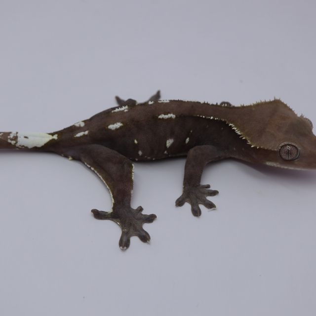 아잔틱