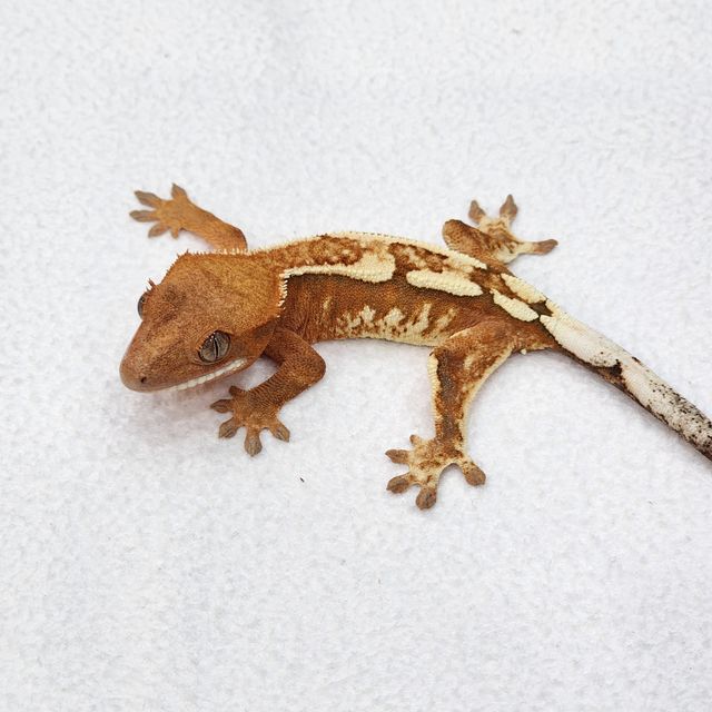 카푸치노 크림시클