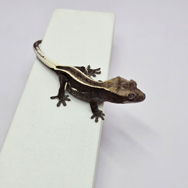 아잔틱