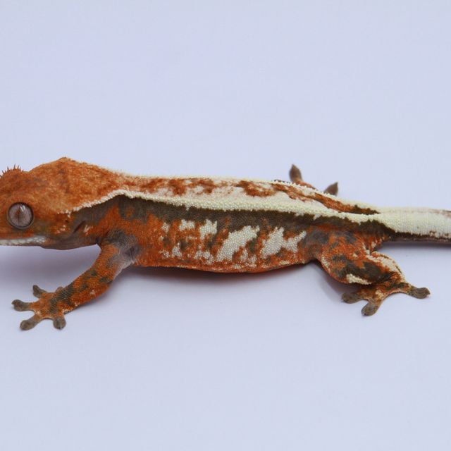 세이블 텐저린 풀핀