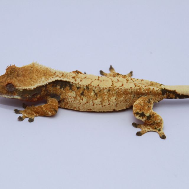 노멀 트라이 드리피 화이트스팟 익스트림할리퀸