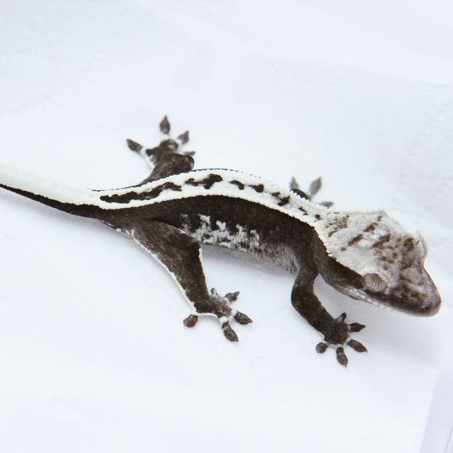 아잔틱 풀핀 화이트핀 화이트포트홀 화이트스팟