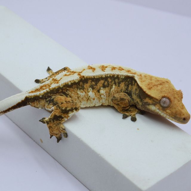 노멀 트라이 화이트핀 카와