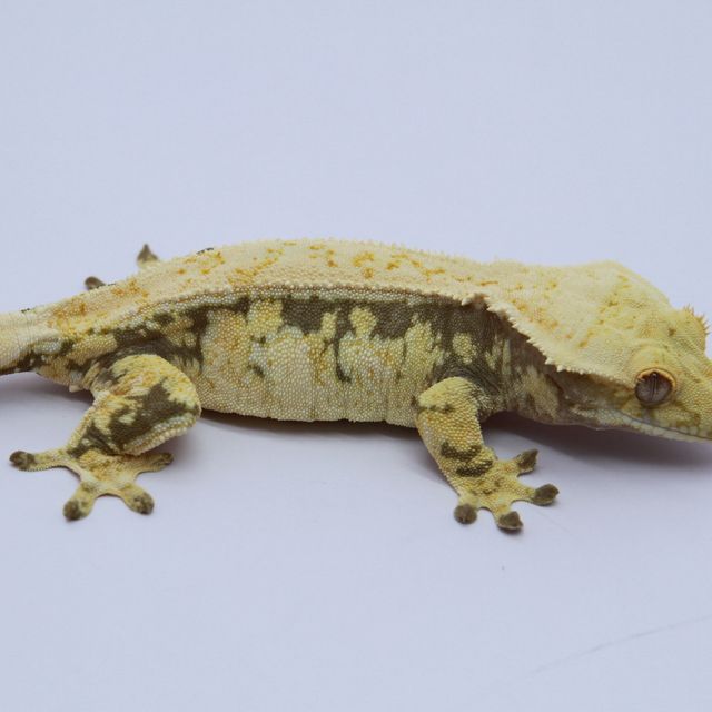 노멀 트라이 드리피