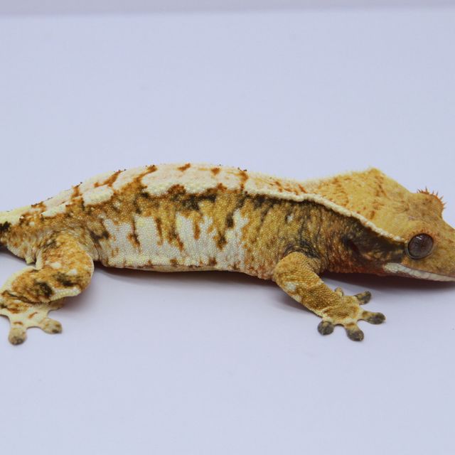 노멀 트라이 익스트림할리퀸 텐저린 화이트