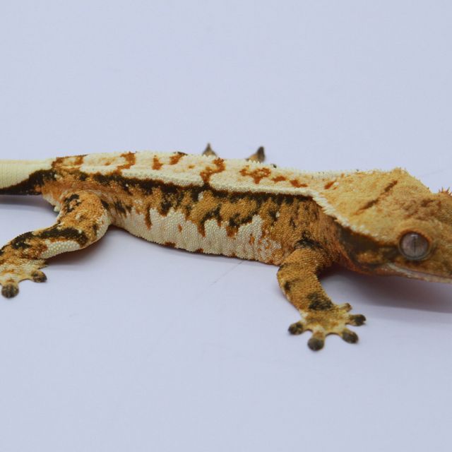 노멀 트라이 익스트림할리퀸 텐저린 화이트