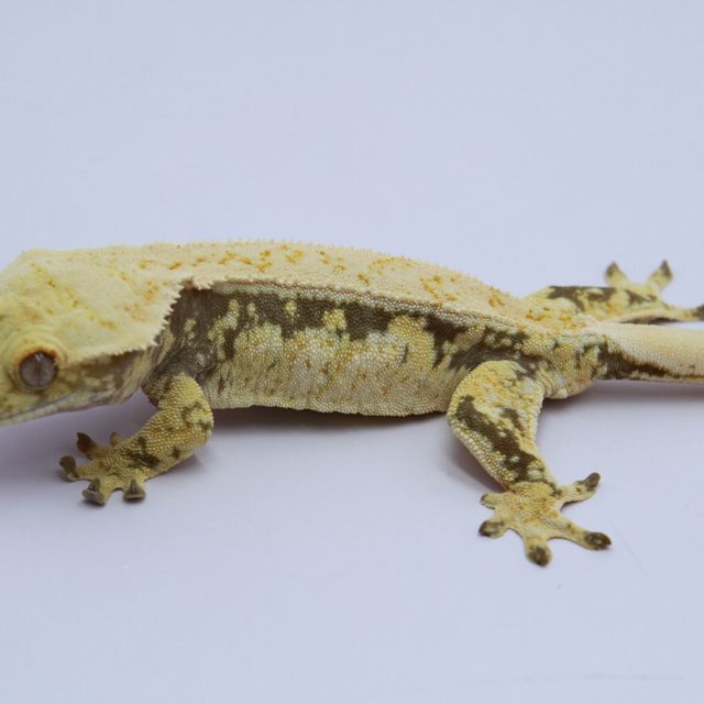 노멀 트라이 드리피