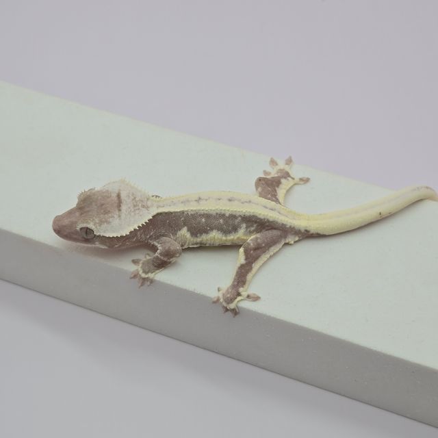 릴잔틱