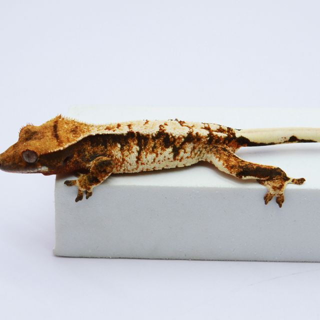 노멀 트라이 익스트림할리퀸 화이트스팟 텐저린