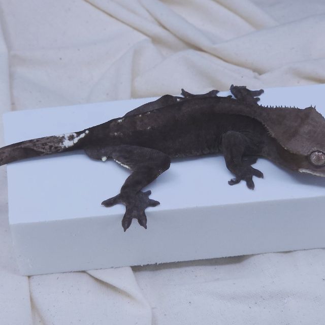 아잔틱 알티