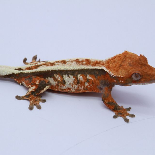 세이블 텐저린 풀핀