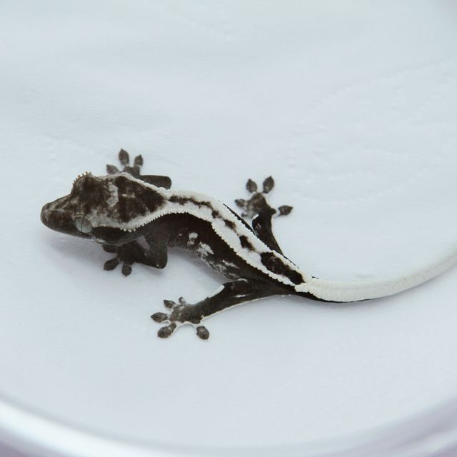 아잔틱 풀핀 화이트핀 화이트포트홀