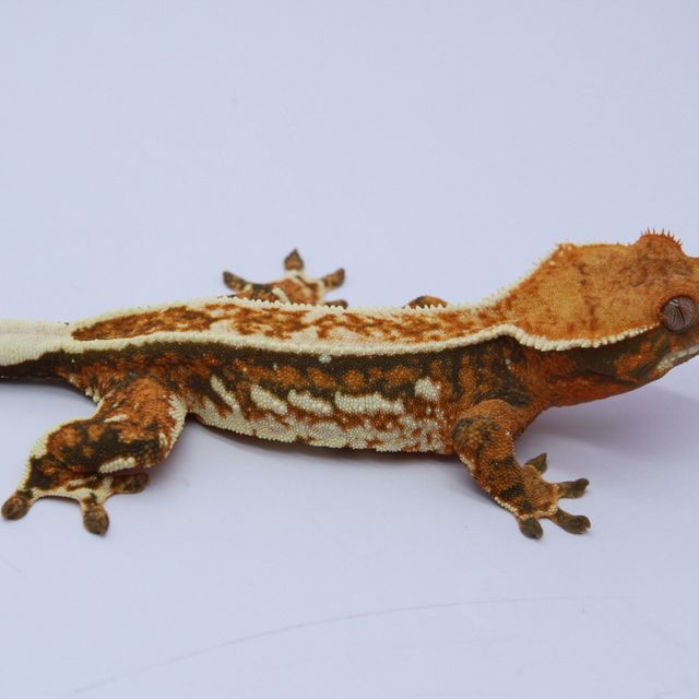 트라이 풀핀 화이트포트홀 텐저린