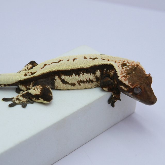 세이블 풀핀 쿼드