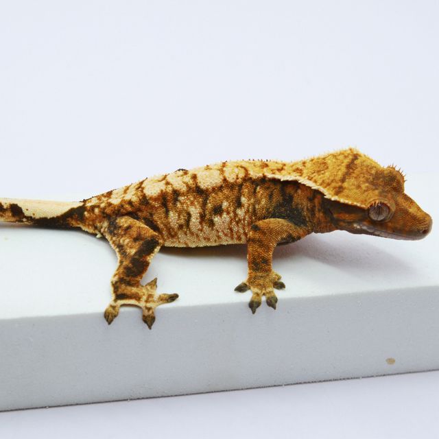 노멀 트라이 익스트림할리퀸 화이트스팟 텐저린