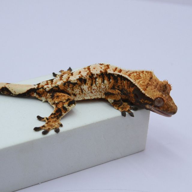 노멀 트라이 익스트림할리퀸 바브 텐저린