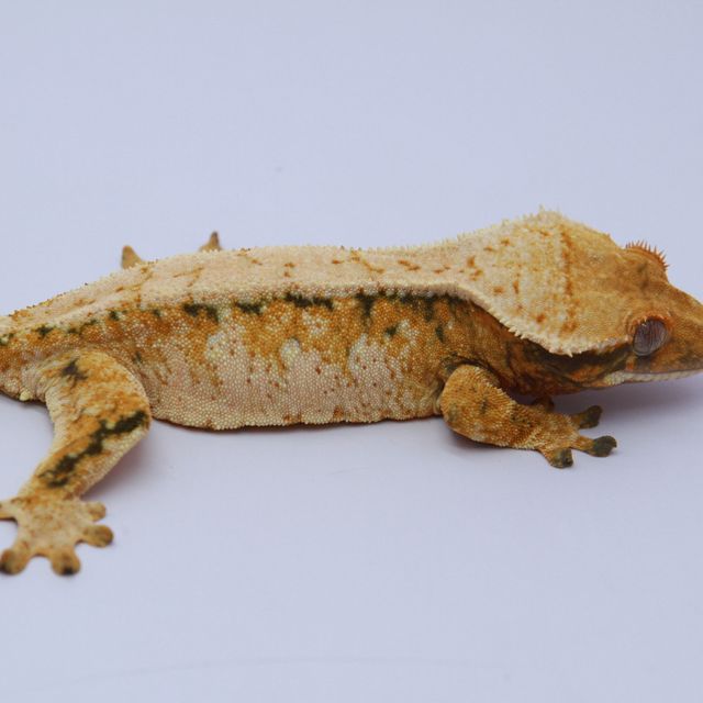 노멀 트라이 드리피 화이트스팟 텐저린