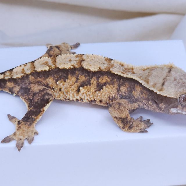 익스트림할리퀸 트라이 텐저린 바브