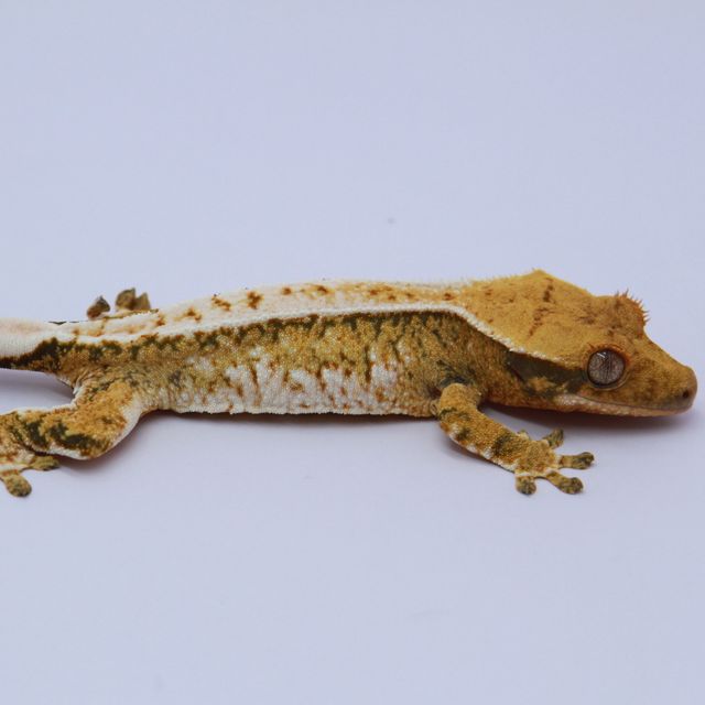 노멀 트라이 화이트스팟