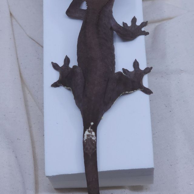 아잔틱 알티