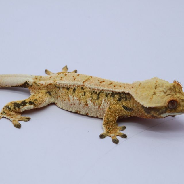 노멀 트라이 드리피 익스트림할리퀸