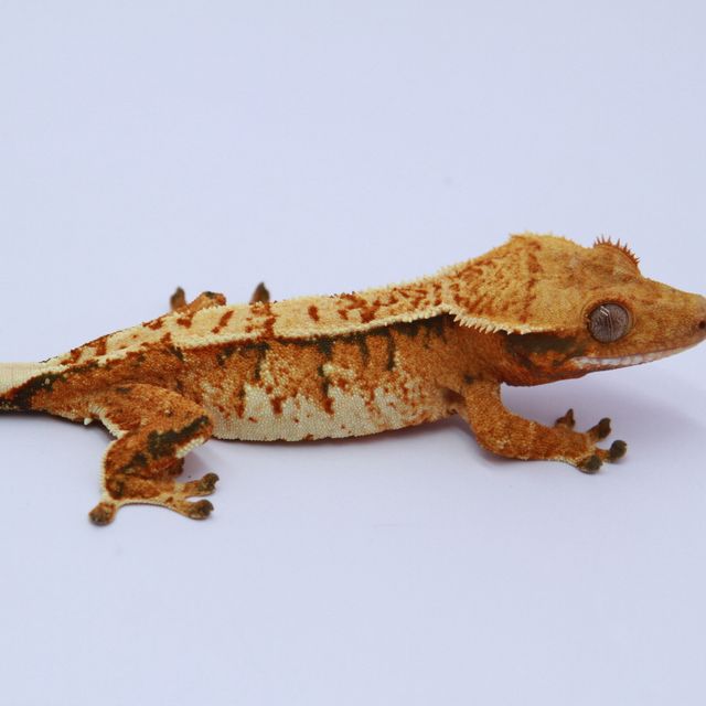 노멀 트라이 익스트림할리퀸 텐저린