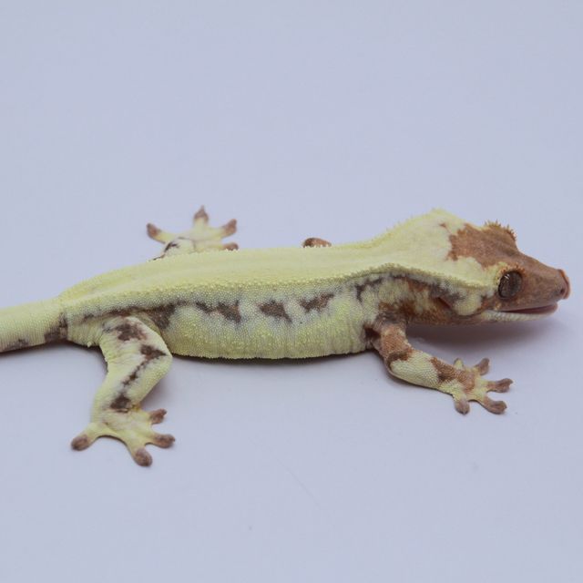 릴리 세이블 솔리드백