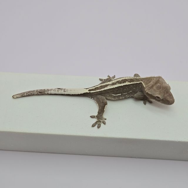 아잔틱