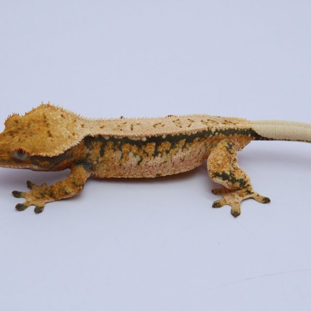 노멀 트라이 드리피