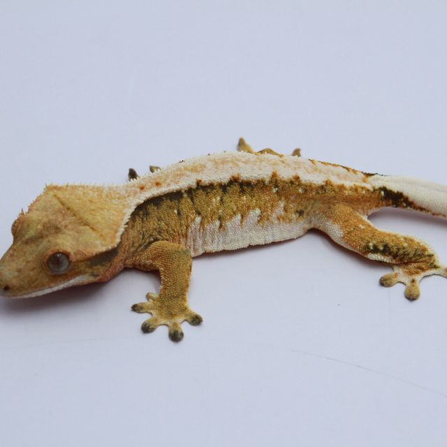 노멀 트라이 익스트림할리퀸 화이트 텐저린