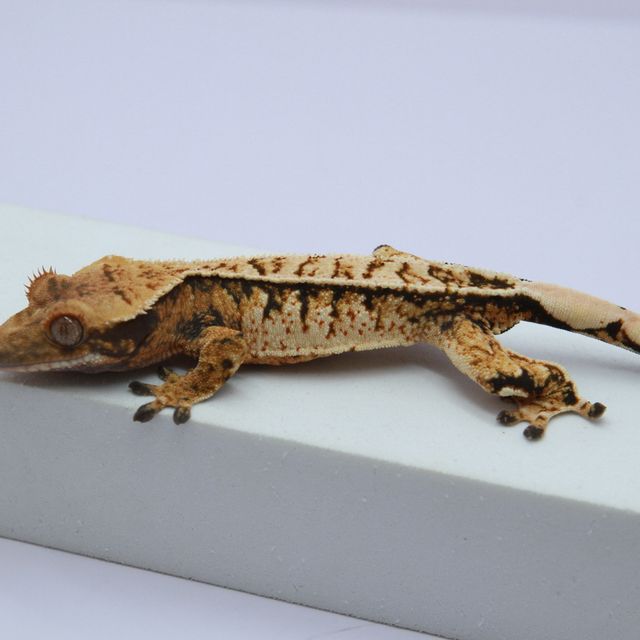 노멀 트라이 익스트림할리퀸 풀핀 화이트스팟