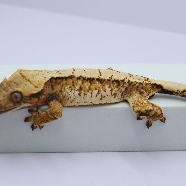 노멀 트라이 익스트림할리퀸 화이트스팟 텐저린