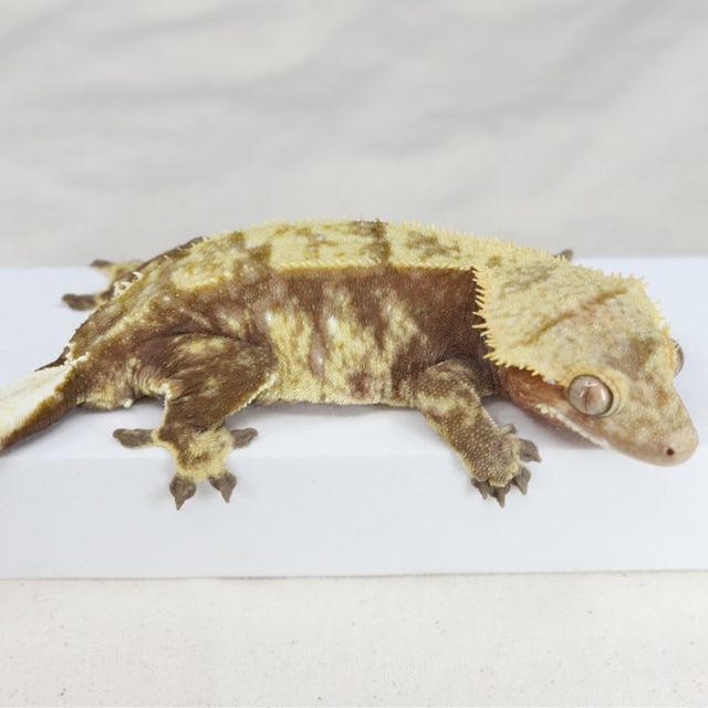 레드