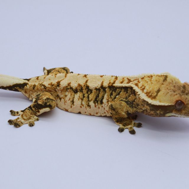 노멀 트라이 익스트림할리퀸 드리피 텐저린