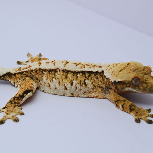 노멀 트라이 익스트림할리퀸 텐저린 화이트