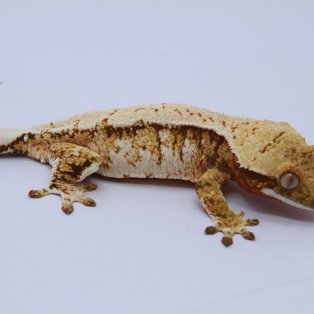 노멀 트라이 익스트림할리퀸 화이트