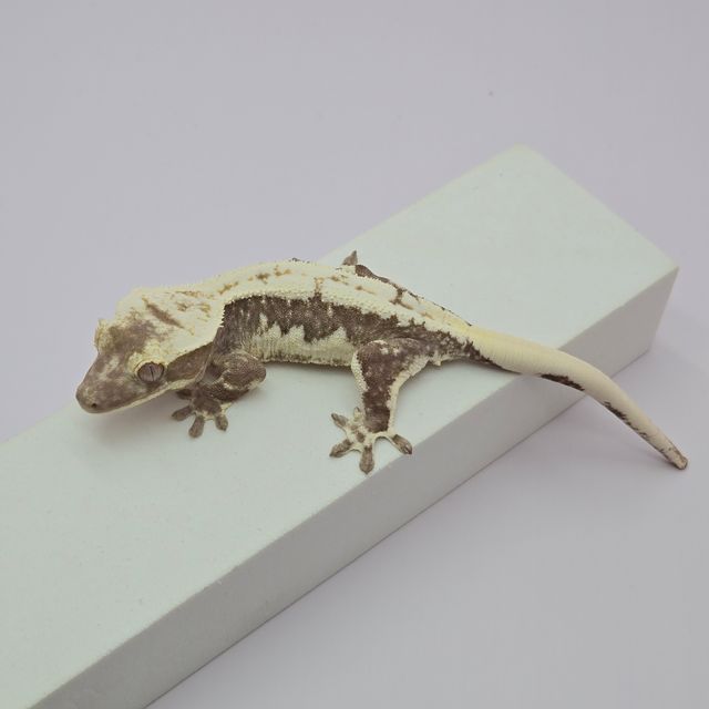 릴잔틱